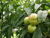 ������԰