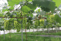 ��̬����԰