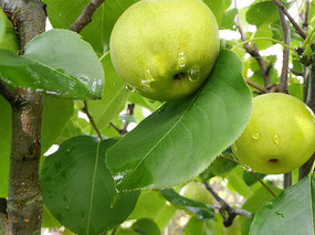 ��¶����