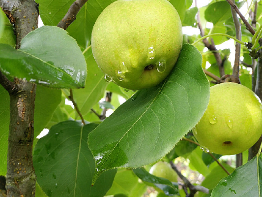 ��¶����