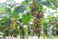 ��԰õ��������