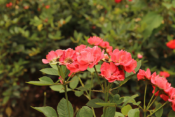 ��ɫ����û�