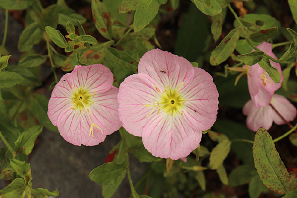 �����ɫ�¼���