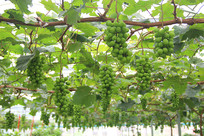 �����ѹҹ�