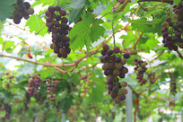 ����԰õ����