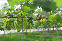 ����԰˶������