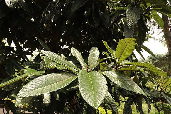 ��������Ҷ 