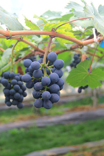 �����ĺ�����