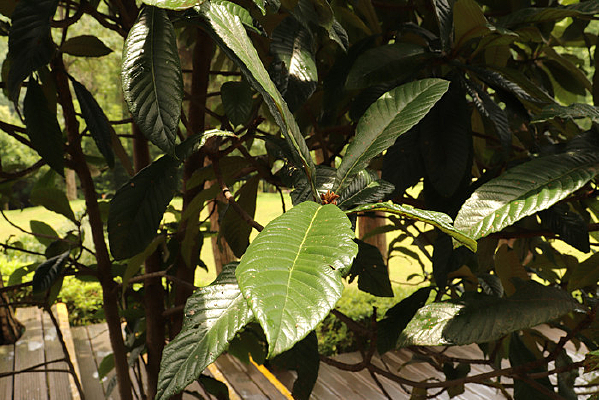 һƬ������Ҷ