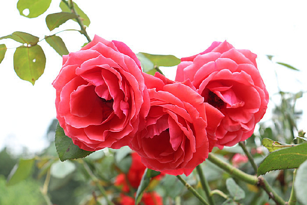 ����¼���