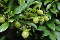 ���Ϻö���������