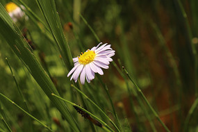 һ��ȫԵҶ����