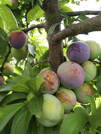 ����֦ͷ����