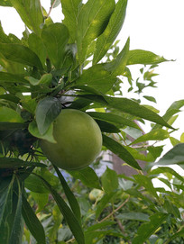 ��Ҷ�ʹ�����