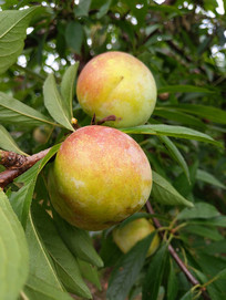 �ʹ���������