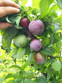 �ʹ�����