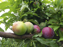 ժ����������