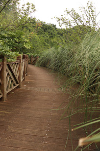 �����Ӳݵ�ľ�����ߵ�