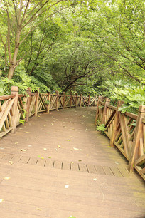 ��Ҷ�µ������ߵ�