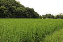 ��ɫˮ�����