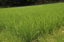 һƬˮ�����