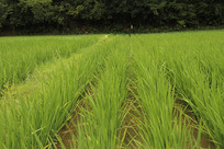 �����ˮ�����