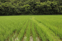 ����ˮ�����