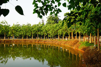 ������ľ