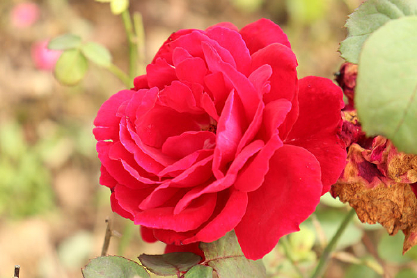 ʢ���¼���