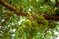 �����۹���