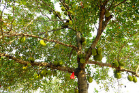 ������ͼƬ