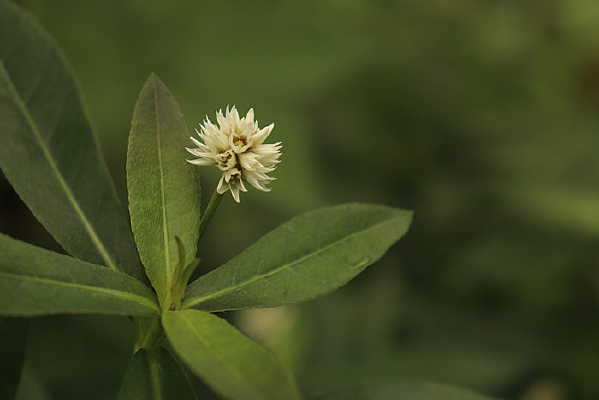 ��ɫϲ�����Ӳ�