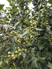 ��԰�������