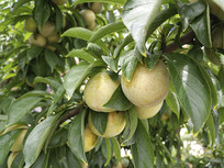 ��԰������