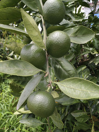 ��԰�����