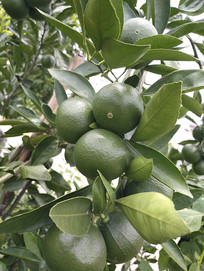 ��԰��ɫ����