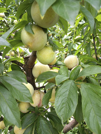 ��԰��ɫ����