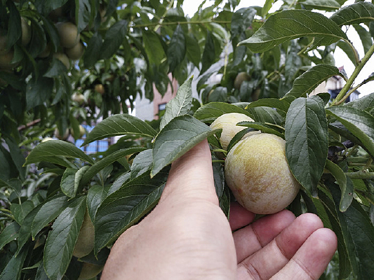 ��԰ժ����