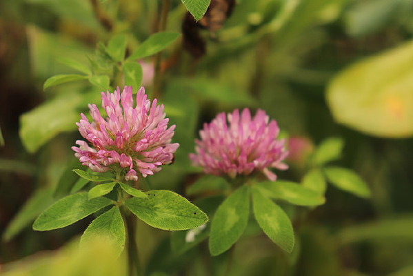 �������Ҷ