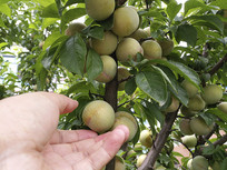 ����԰��ժ