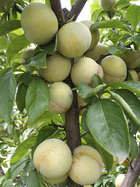 �������԰