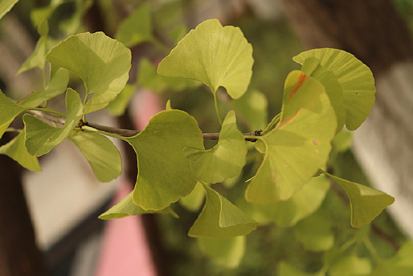 ʵ������Ҷ��