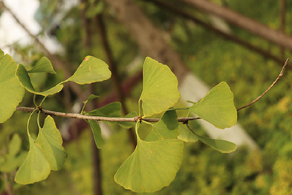 СС����Ҷ��