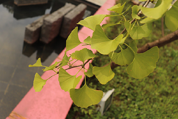 һ������Ҷ��