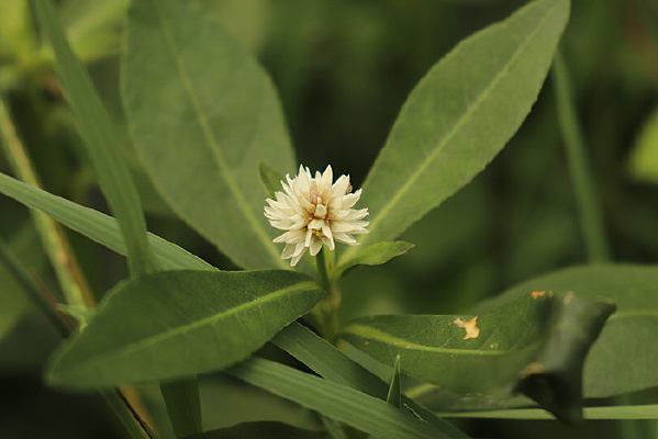 һ��ϲ�����Ӳ�