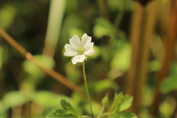 ·�����ٲ�