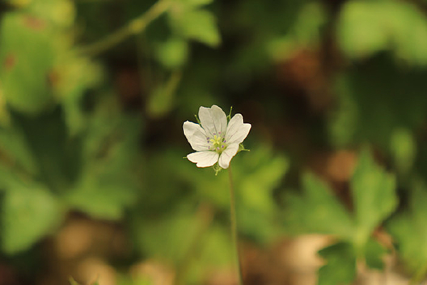 СС�����ٲ�