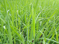 ��Ҷ����