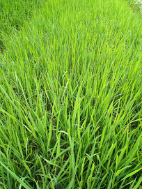 ˮ��������ͼ