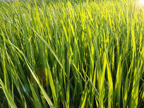 Ϧ��������